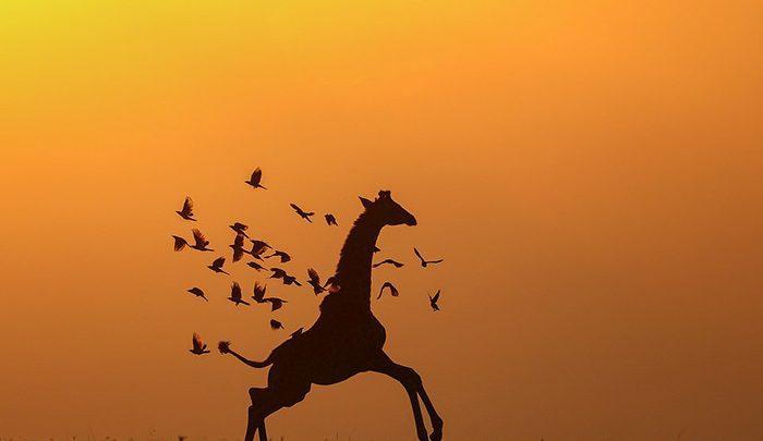 راهنمای تورهای سافاری ؛ من شغلم را دوس دارم! ، تصاویر