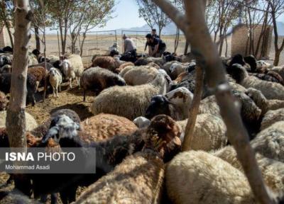 شیوع پدیده پشم خواری در گوسفندان؛ ارمغان تلخ خشکسالی