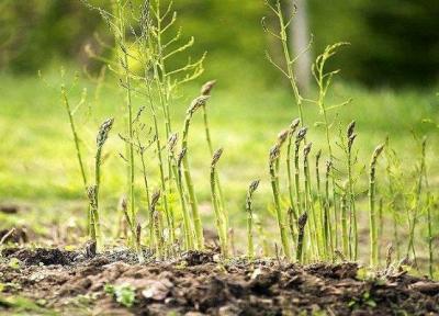 برداشت گیاهان بوته ای مقاوم با بهره مندی از فناوری بذر هیبری