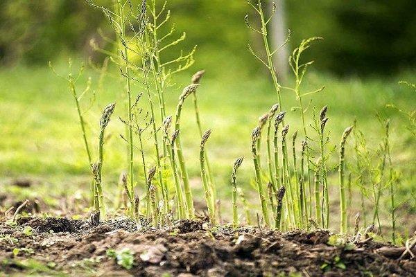 برداشت گیاهان بوته ای مقاوم با بهره مندی از فناوری بذر هیبری